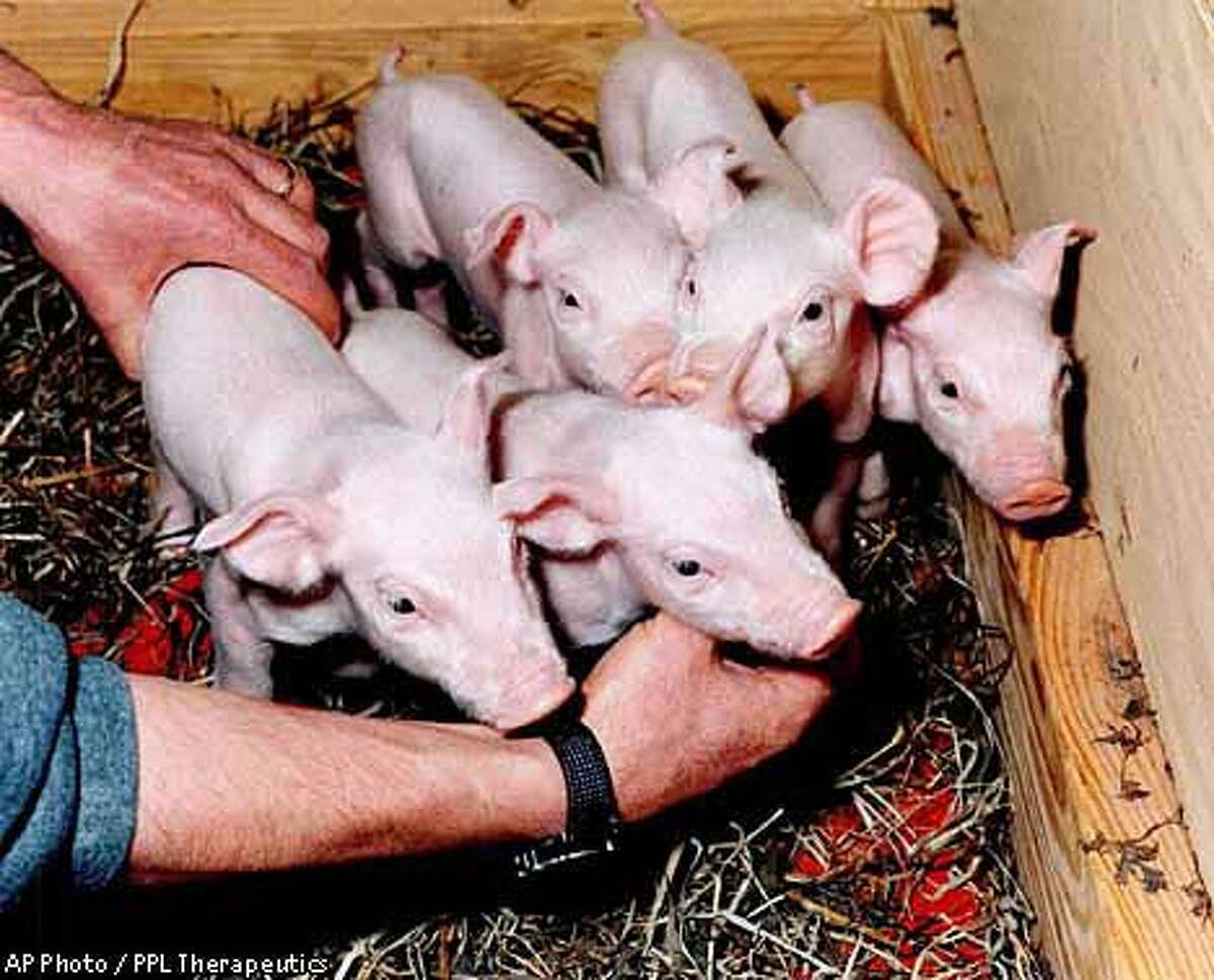 New Breed of Cloned Pigs -- Organs Wanted for Humans / But some ...