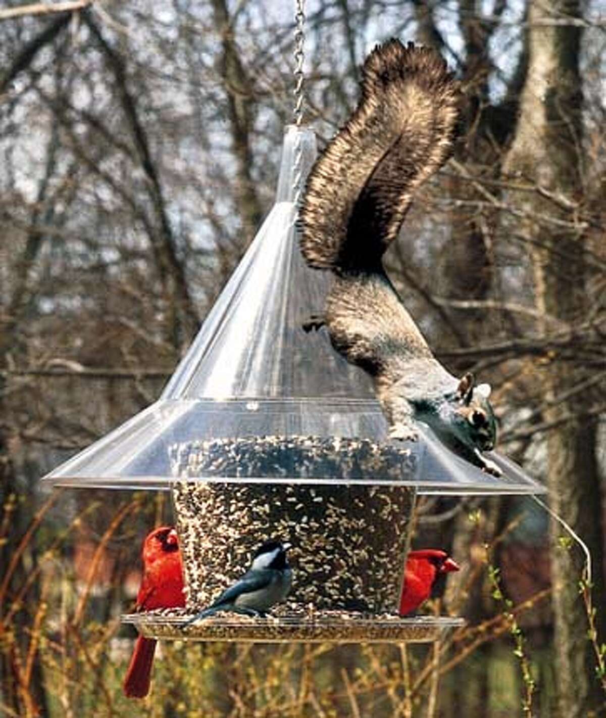 Bandits at the bird feeder / You'll find it's nearly impossible to ...