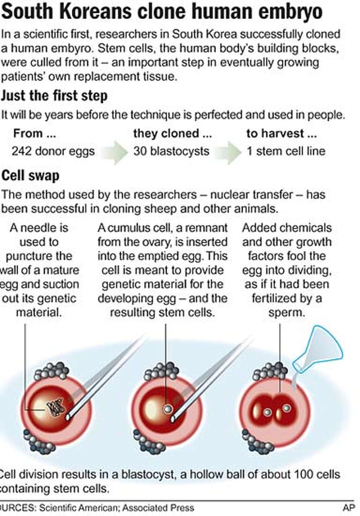 Human embryonic cells cloned by Koreans / Scientists in Seoul develop ...