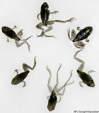 Pesticides And Flawed Frogs / Researchers Reveal First Signs Linking ...