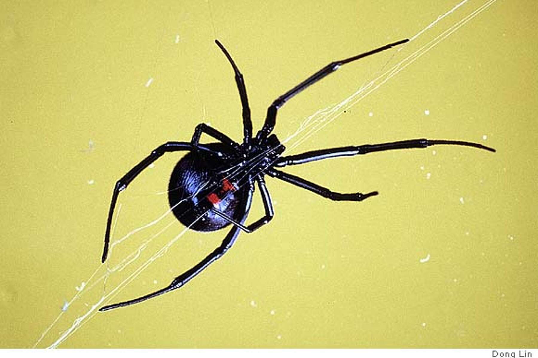 Spiders Are Found In 100% Of Homes & Could Eat Us All - Riot Fest