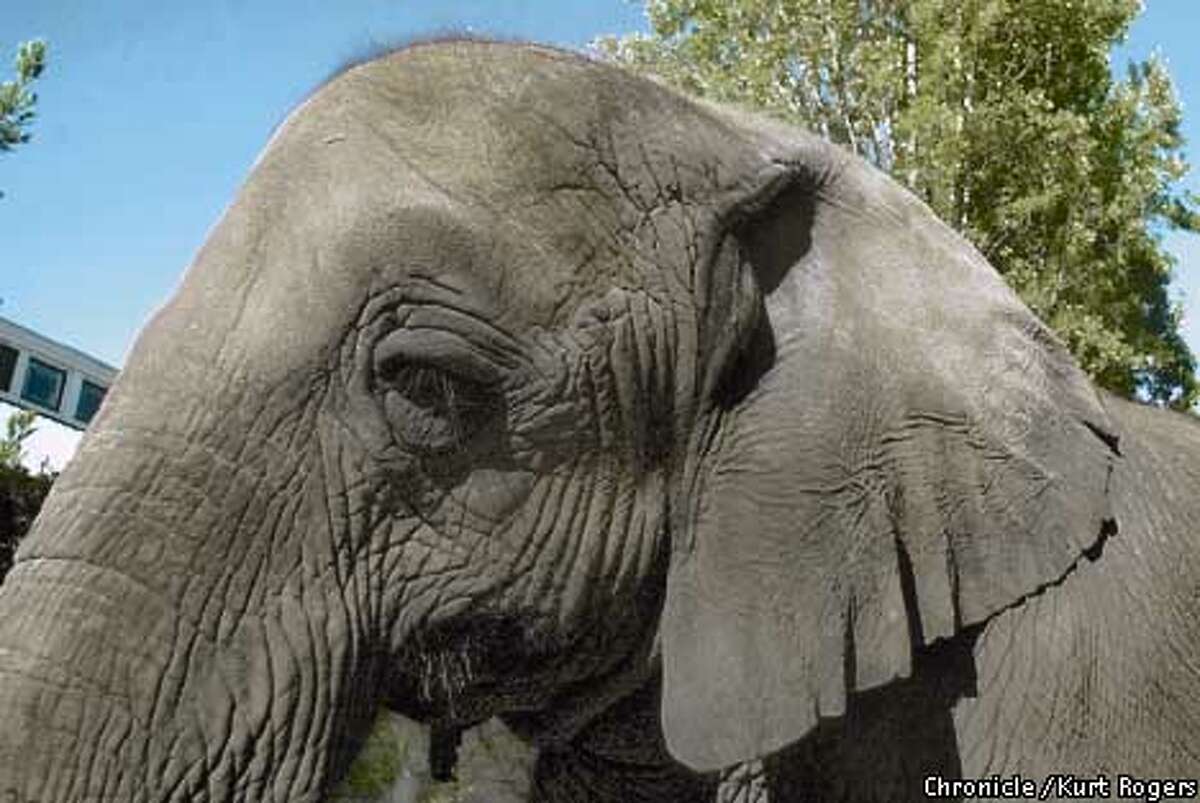 Marine World's big mama / After 22 months of gestation, an African