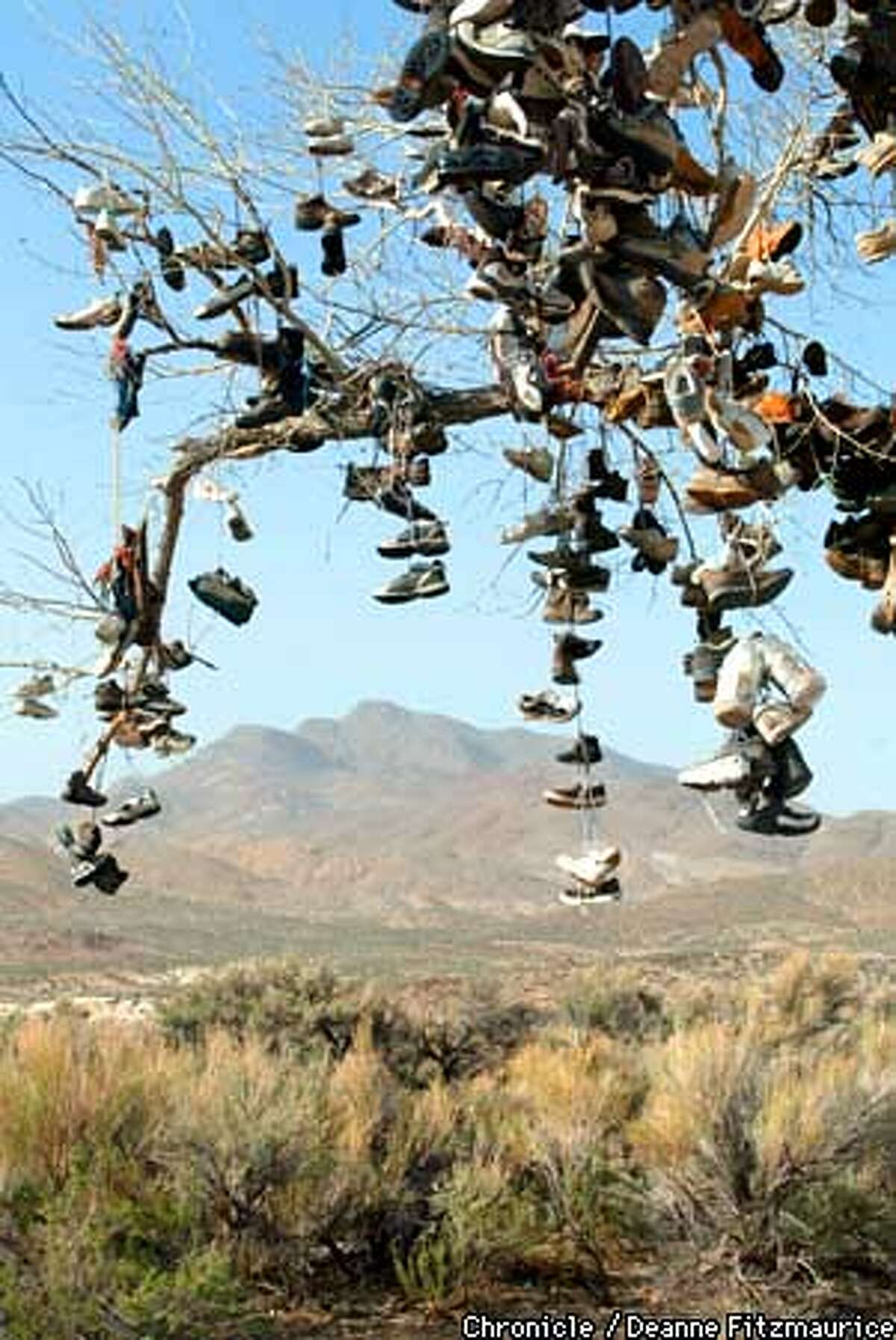 Near Middlegate, alongside Highway 50 in Nevada, known as the "Loneliest Road in America" is what has become known as the "shoetree". It is a cottonwood tree with hundreds of shoes hanging from it. CHRONICLE PHOTO BY DEANNE FITZMAURICE