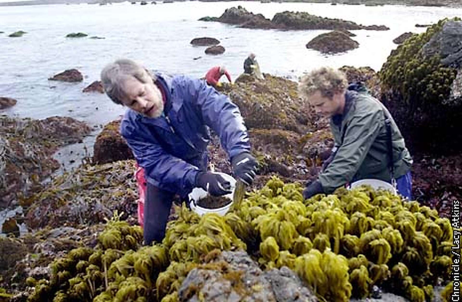 工芸品 raw life factory Cabanel SEAWEED 工芸品 raw life factory