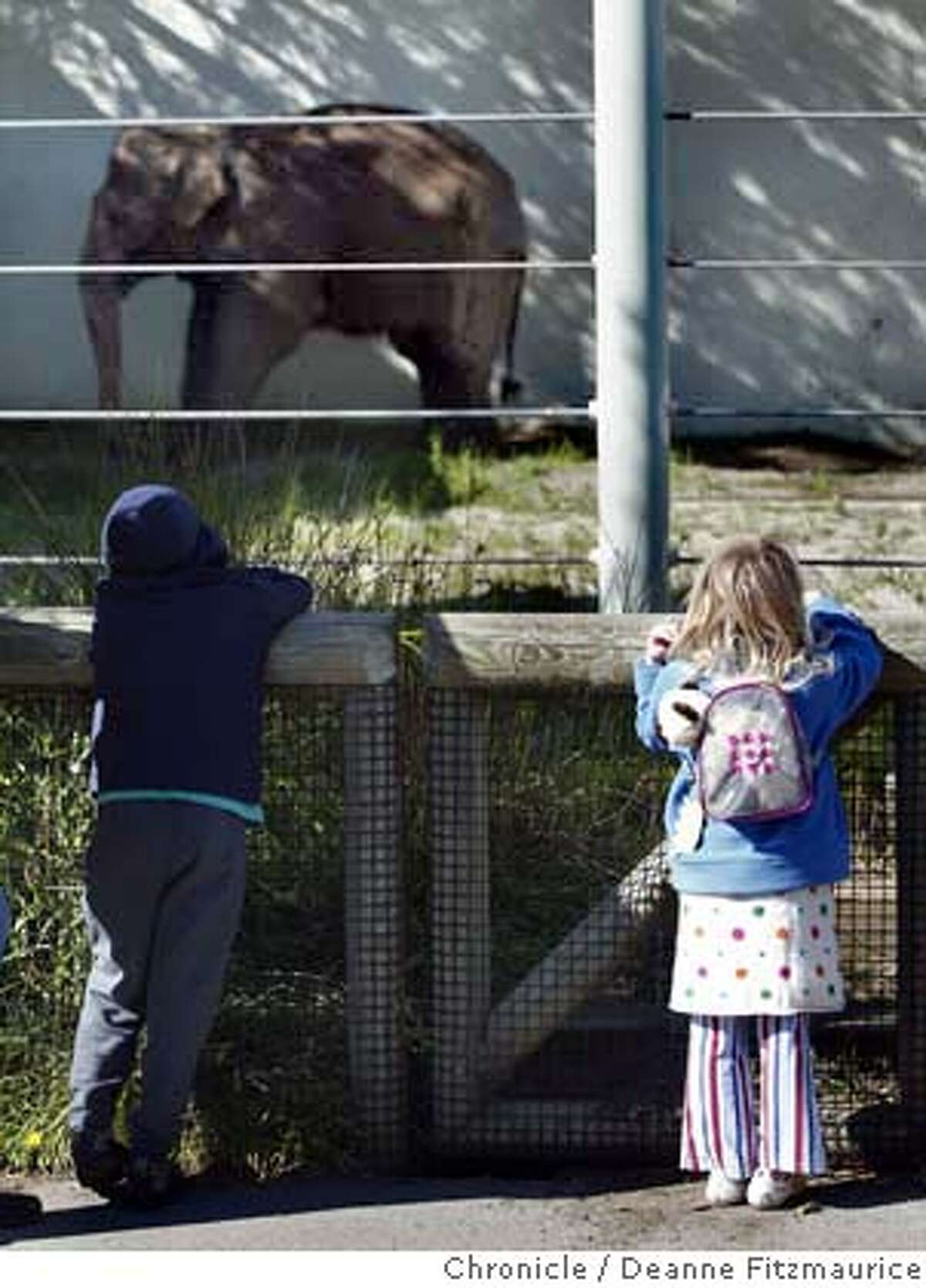 (l to r) Chandler Thistle, 8, and his sister, Chloe, 4 from SF look at Calle who stands against a wall for support. Calle, the elephant at San Francisco Zoo will be put to sleep soon. She is ailing from a hip problem and tuberculosis. Deanne Fitzmaurice / The Chronicle