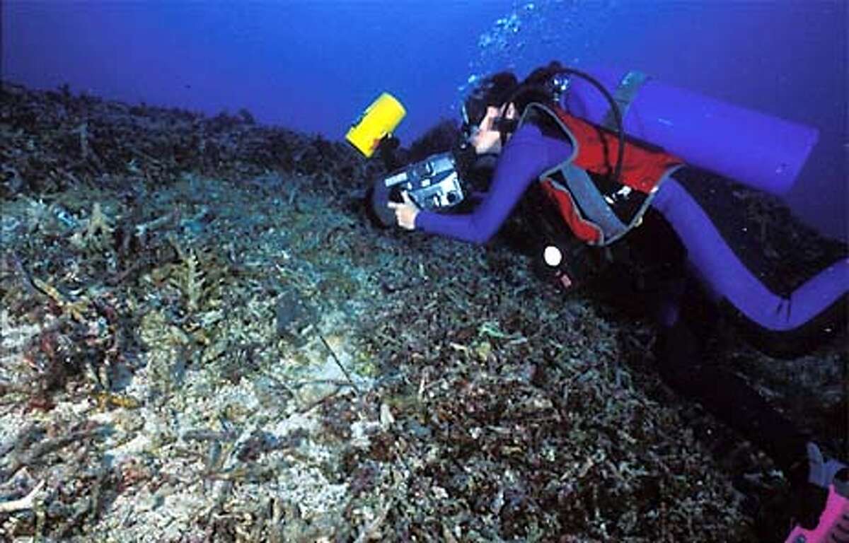 The Depths Of Destruction / Dynamite Fishing Ravages Philippines ...