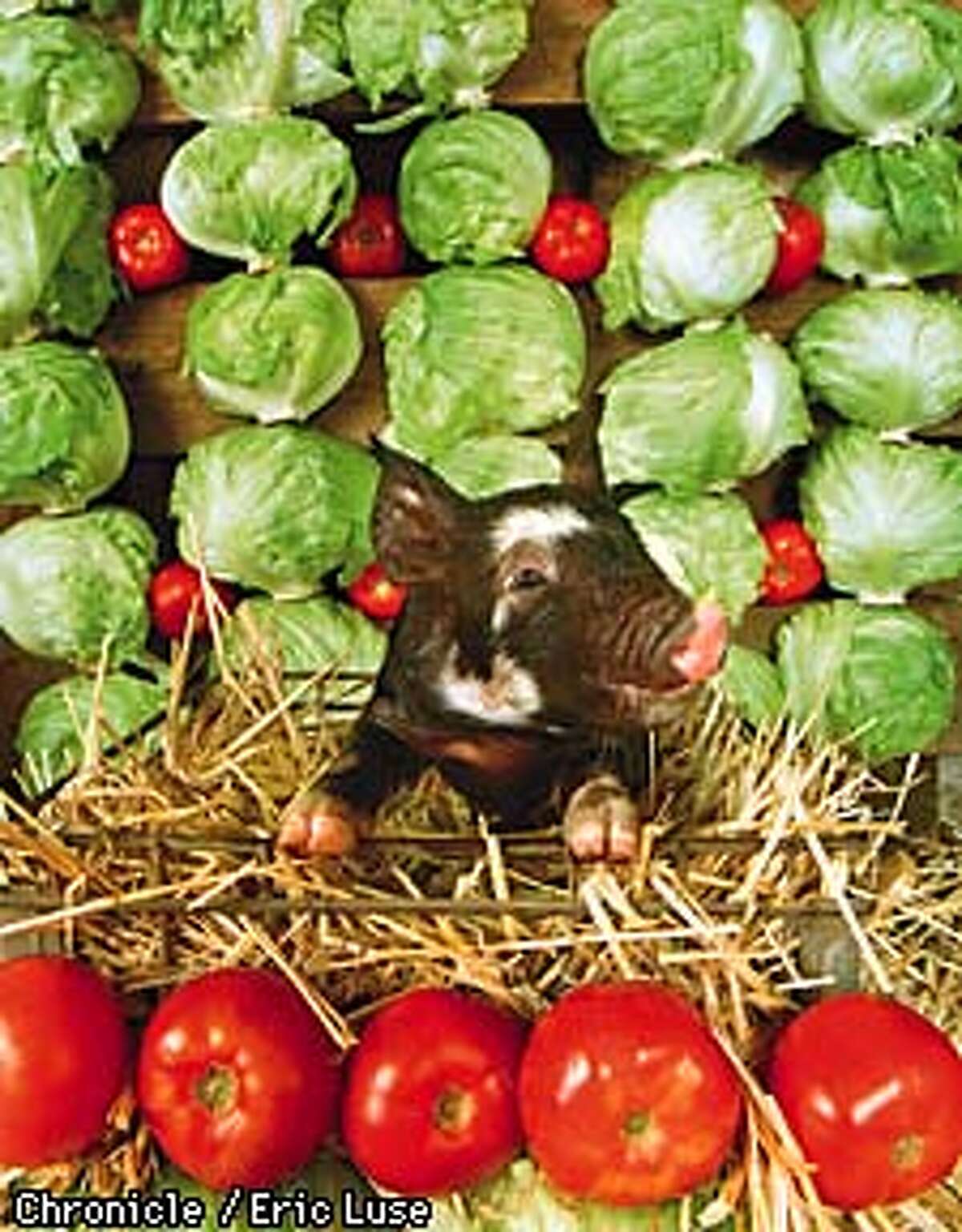 A nine day old Berkshire pig courtesy of the Durling family of Petaluma is surrounded by lettuce and tomatoes. Photo by Eric Luse Styling by Ethel Brennan