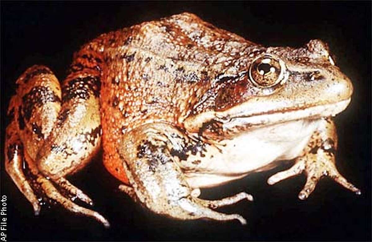 California frog loses 4 million protected acres