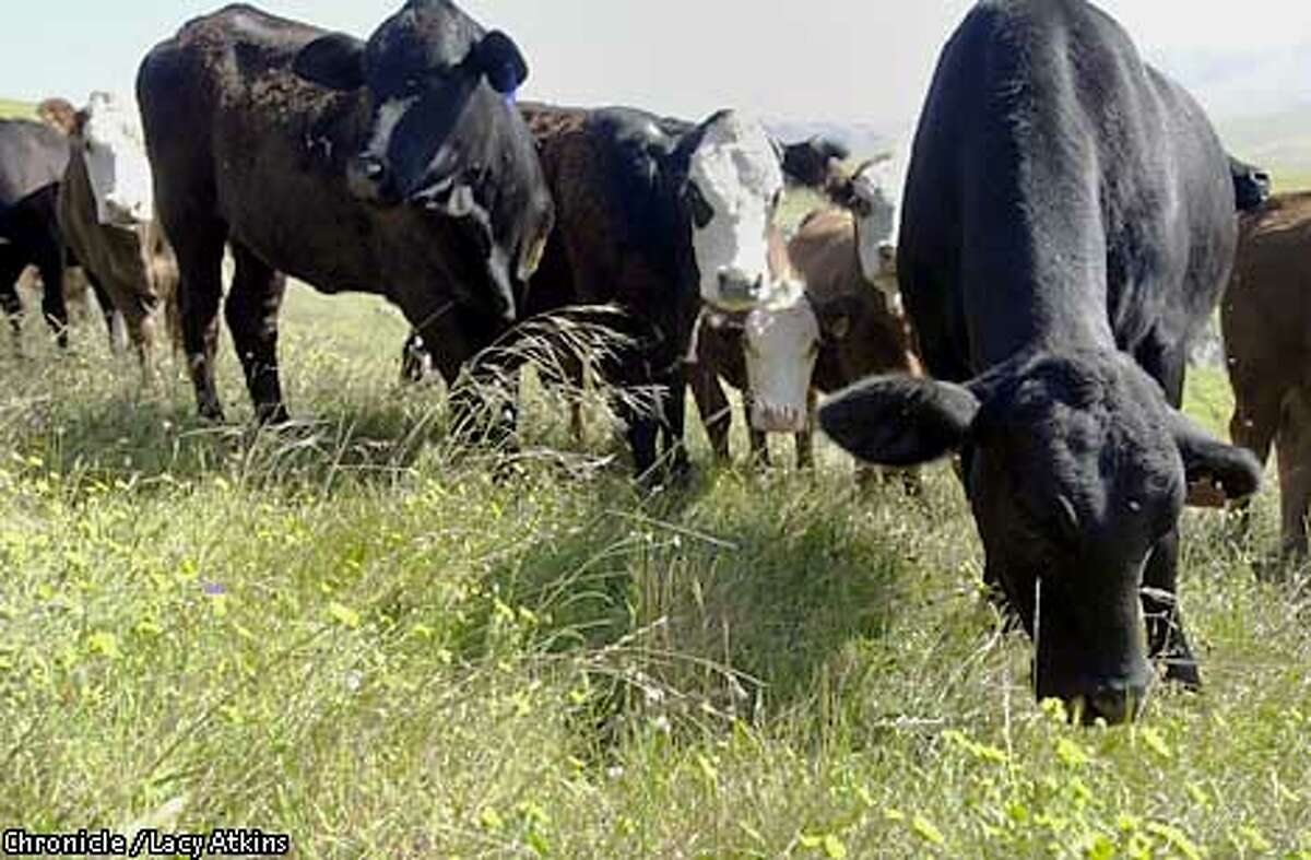 The cows from Marin Sun Farms grazzing on rye grass out on their pasture in West MArin. PHOTO BY LACY ATKINS/CHRONICLE