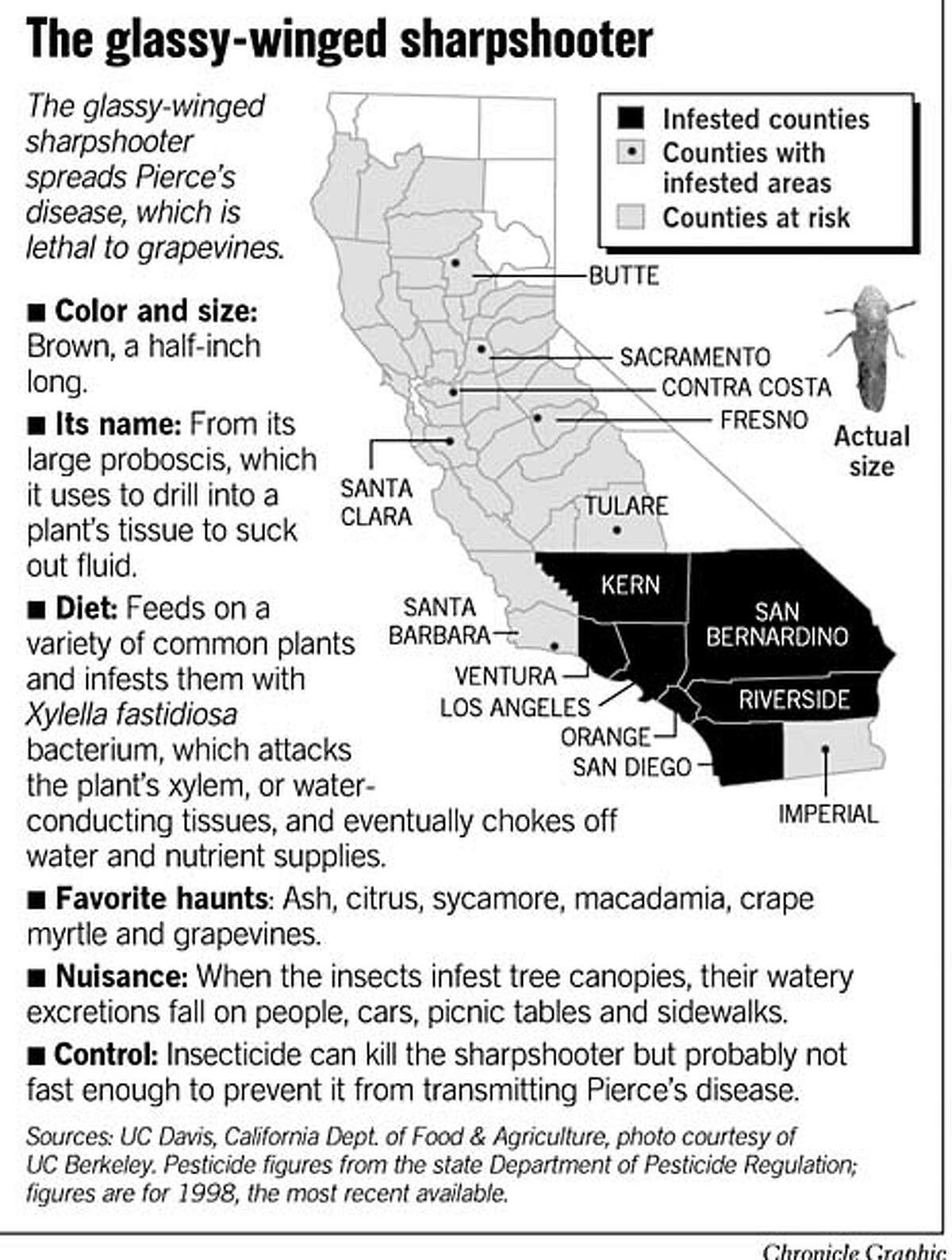 outbreak-of-sap-sucking-insect-sharpshooter-a-threat-to-fruit