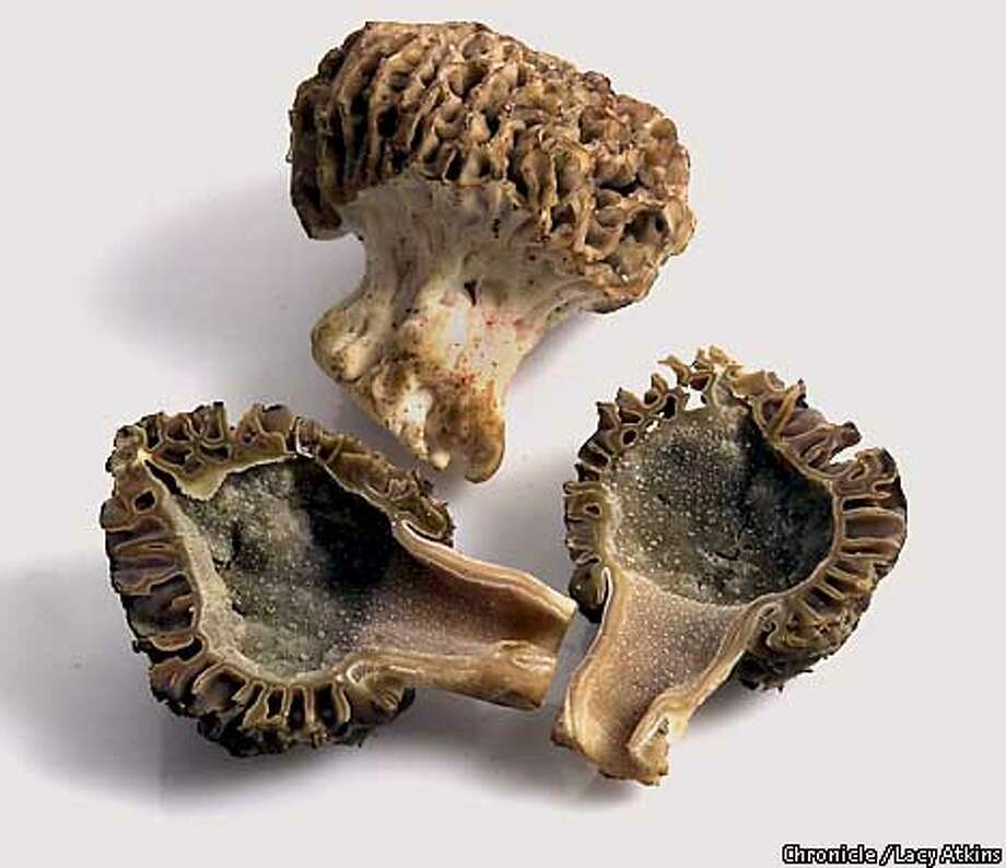 Morels And Truffles Are Poisonous Mushrooms At Dale Mack Blog