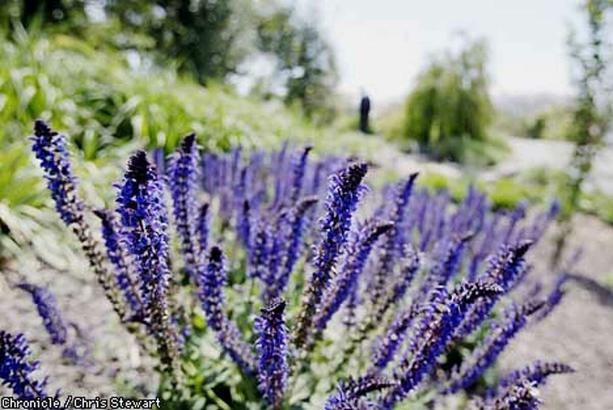 Fragrant lavender at Matanzas Creek Estate Gardens, Santa Rosa. Chronicle photo by Chris Stewart