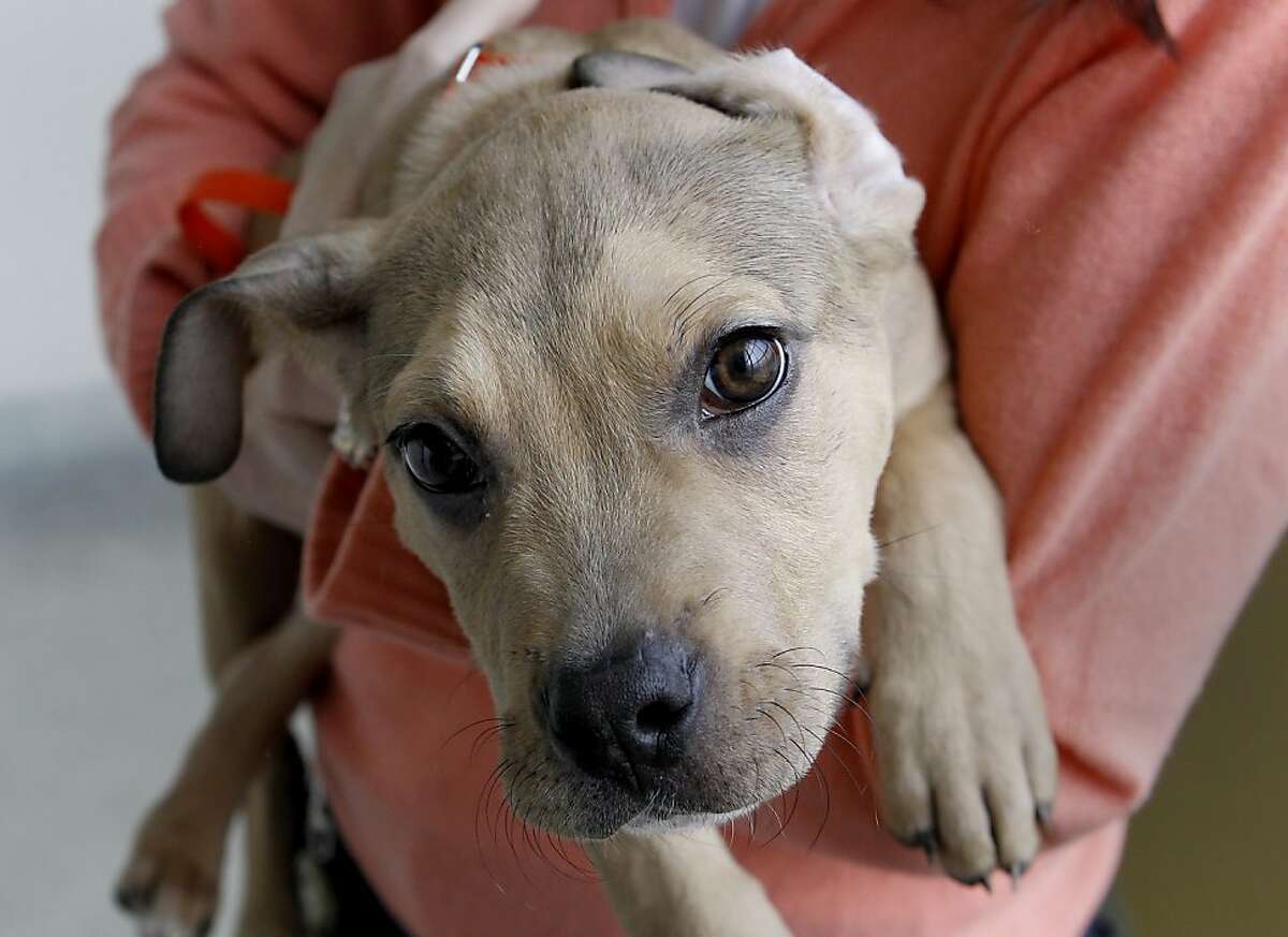 Three month old Zeus is planning on being a family dog soon. Animal rights advocates are upset over a provision in Gov. Brown's California budget proposal that would roll back protections for shelter animals. In San Francisco, officials at the city Animal Care and Control are still planning to keep lost and adoptable animals as long as possible.
