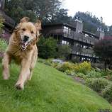 Travelers Tails From Mendocino To Carmel Some Fetching Places