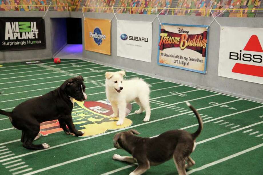 Puppy Bowl starting lineup Times Union