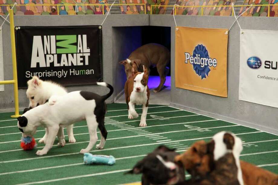 Puppy Bowl starting lineup Times Union