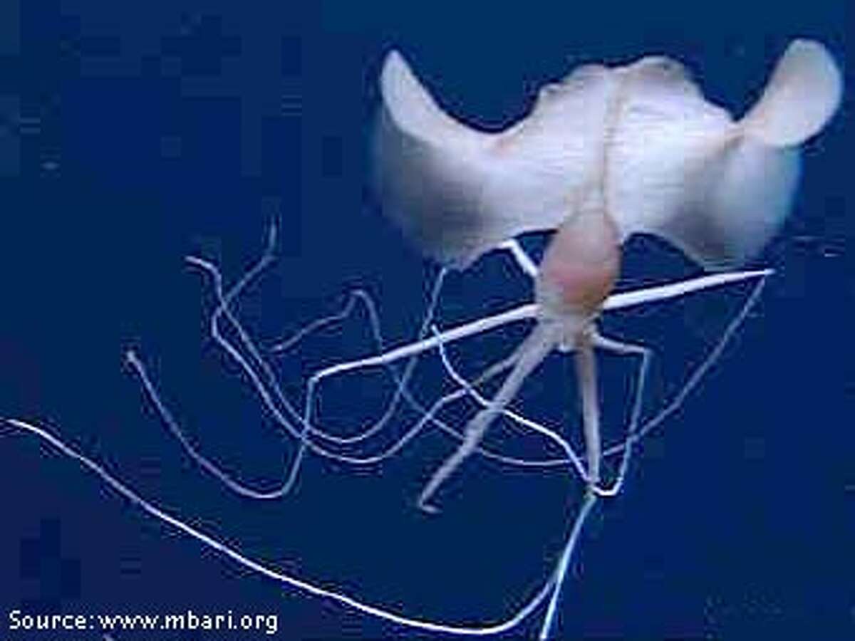 Mystery squid caught on camera / Unknown species has 10 tentacles