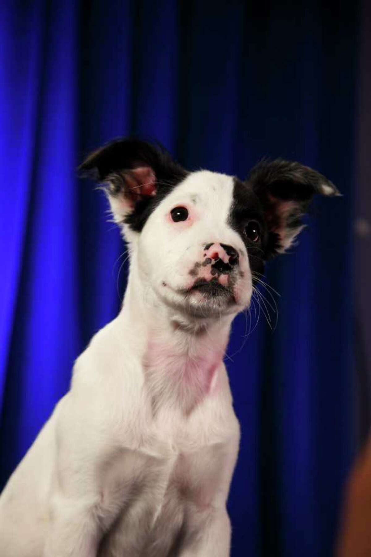 Puppy Bowl starting lineup