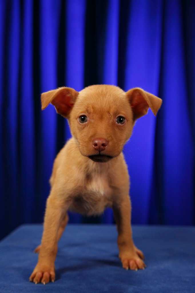 Puppy Bowl starting lineup