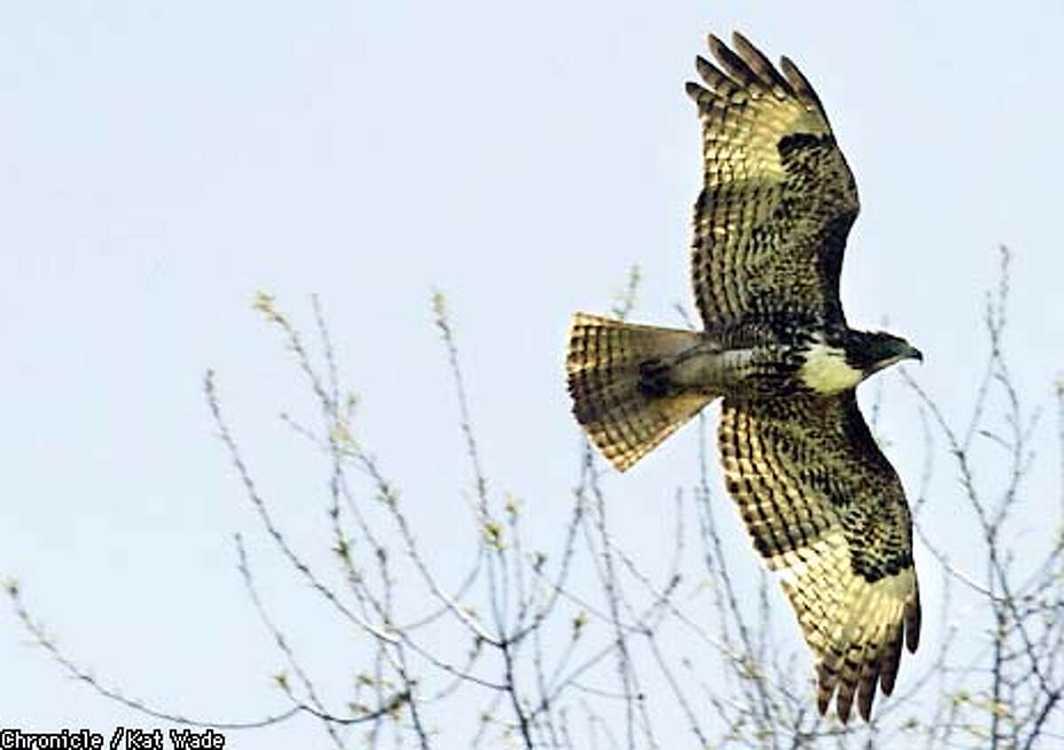 Near Butte City a hawk flys over the National Wildlife Refuge which is not only home to common birds such as the hawk and turkey vultures but also the summer nesting polace for endangered species such as the Yellow Billed Cukoo. SAN FRANCISCO CHRONICLE PHOTO BY KAT WADE