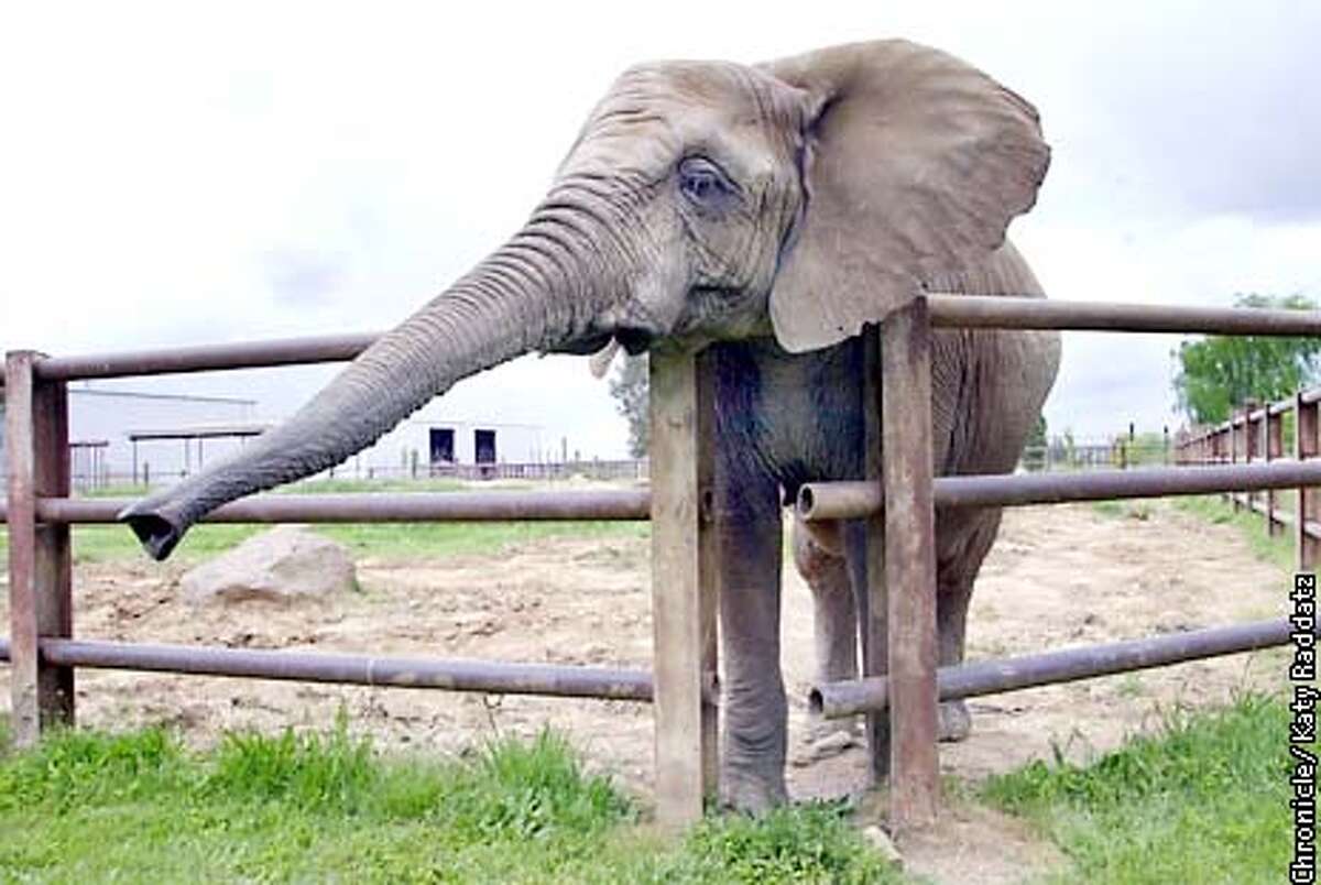 NOT ELEPHANTS' DAY / Neighbors' suit over a fence stalls exotic animals