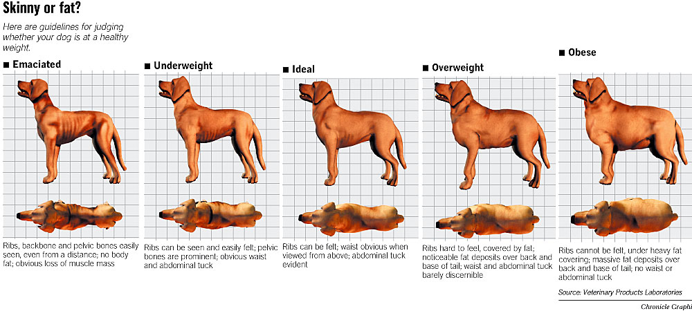 Paunchy pooches Veterinarians warn of health problems as dogs mimic their overweight owners