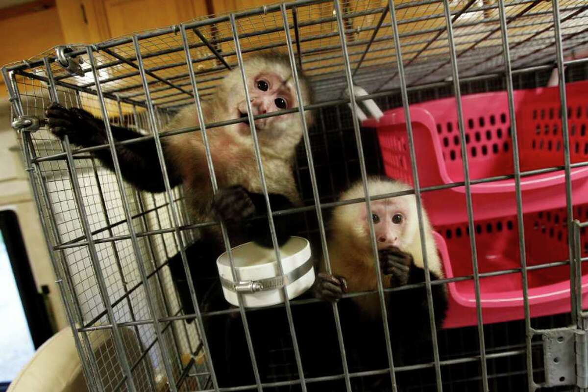 Monkey owners flee Louisiana crackdown