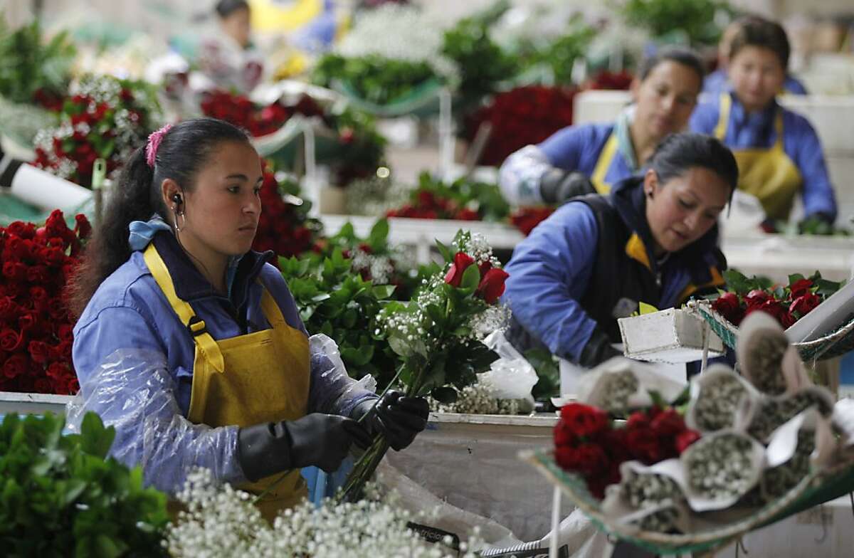 Valentine's Day big business for Colombia and Ecuador