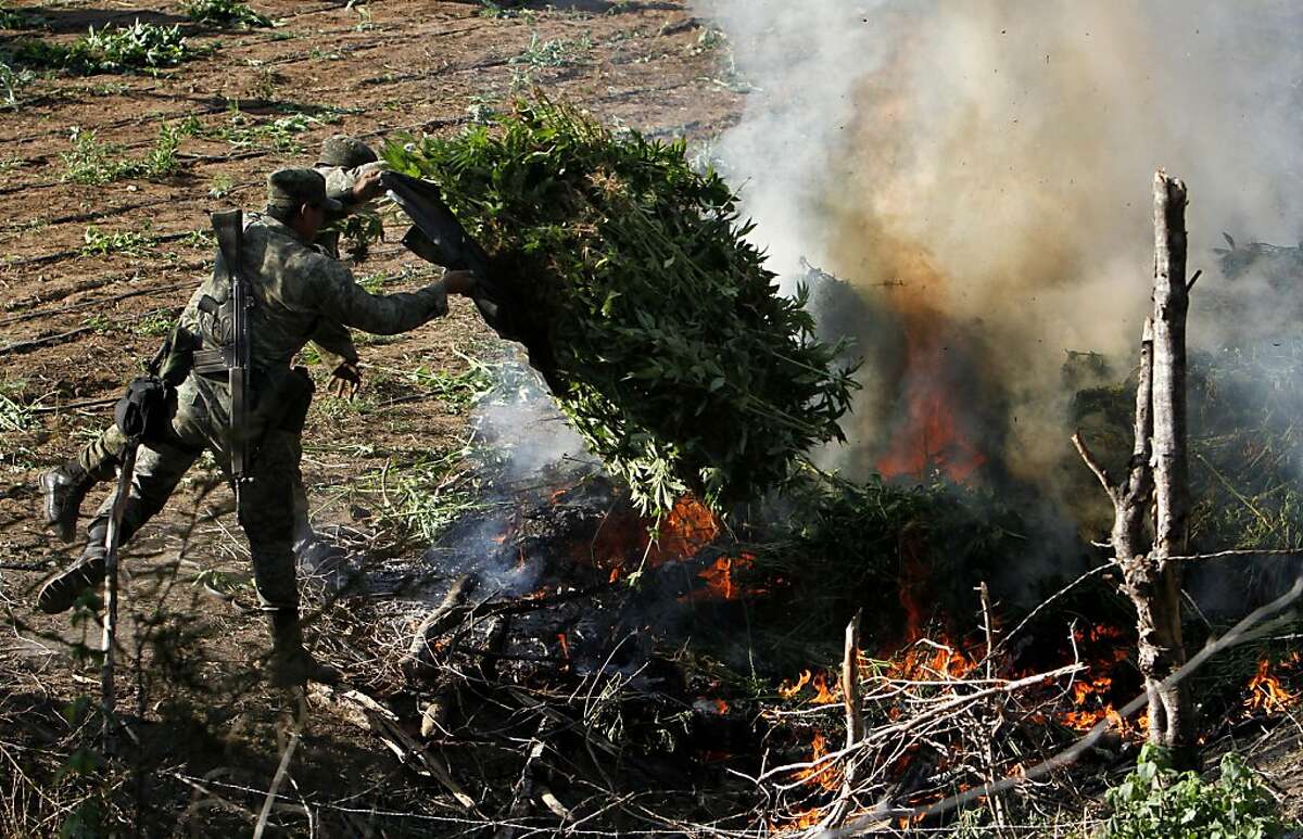 Mexican army and drought doing damage to drug crops