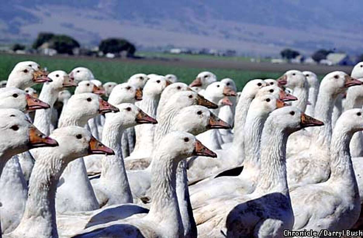 Farm taking pecking orders for live ducks, geese / Hatching a plan