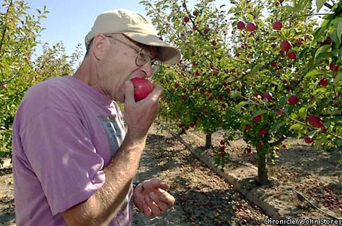 APPLES OF OUR EYE / Northern California's prized heirlooms are fresh