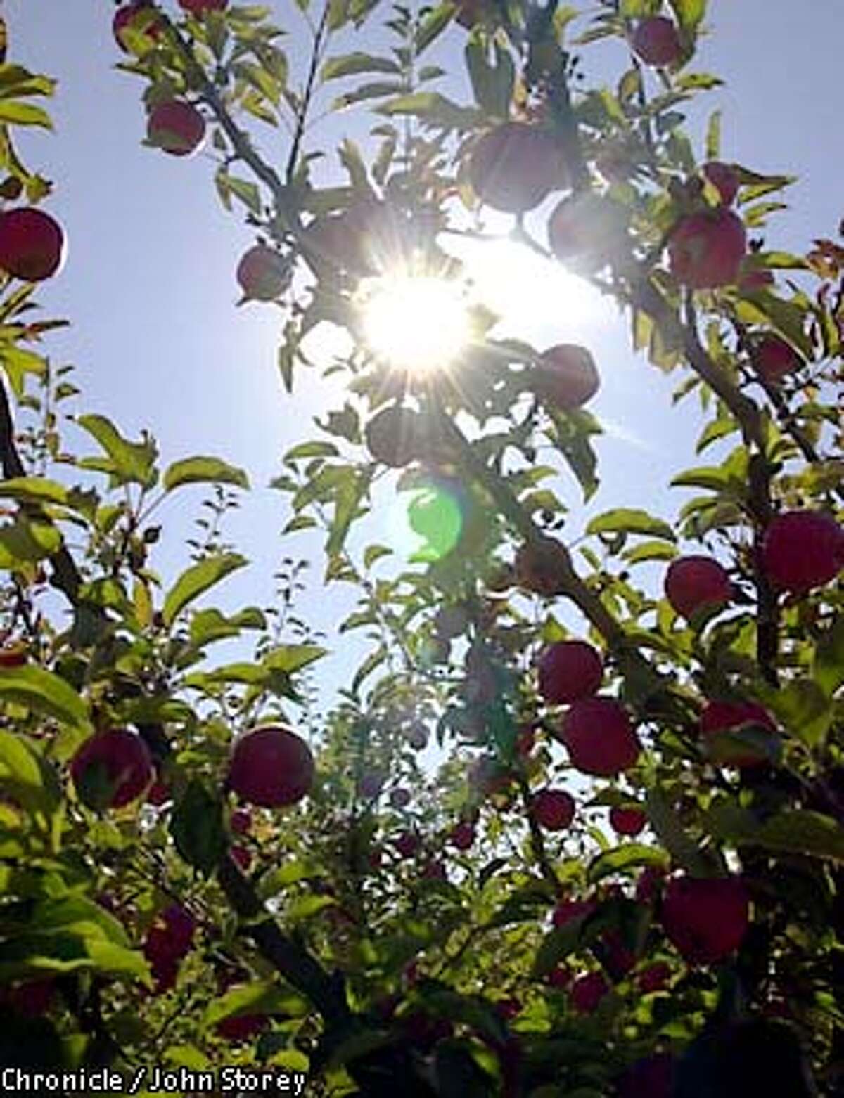 APPLES OF OUR EYE / Northern California's prized heirlooms are fresh