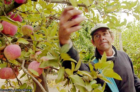 Organic Dry-Farmed Golden Delicious Apples, 1 lb, Devoto Gardens