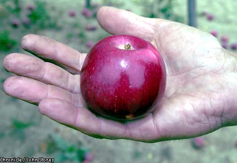 Organic Dry-Farmed Golden Delicious Apples, 1 lb, Devoto Gardens