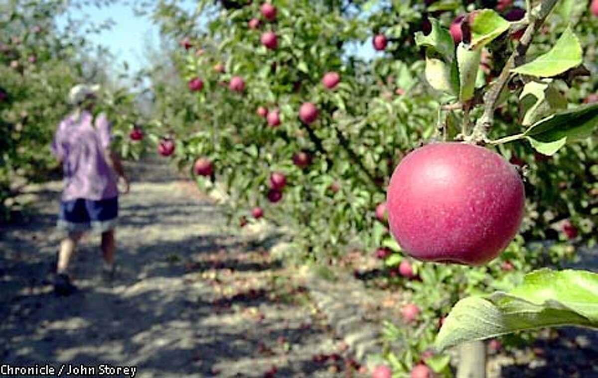 APPLES OF OUR EYE / Northern California's prized heirlooms are fresh