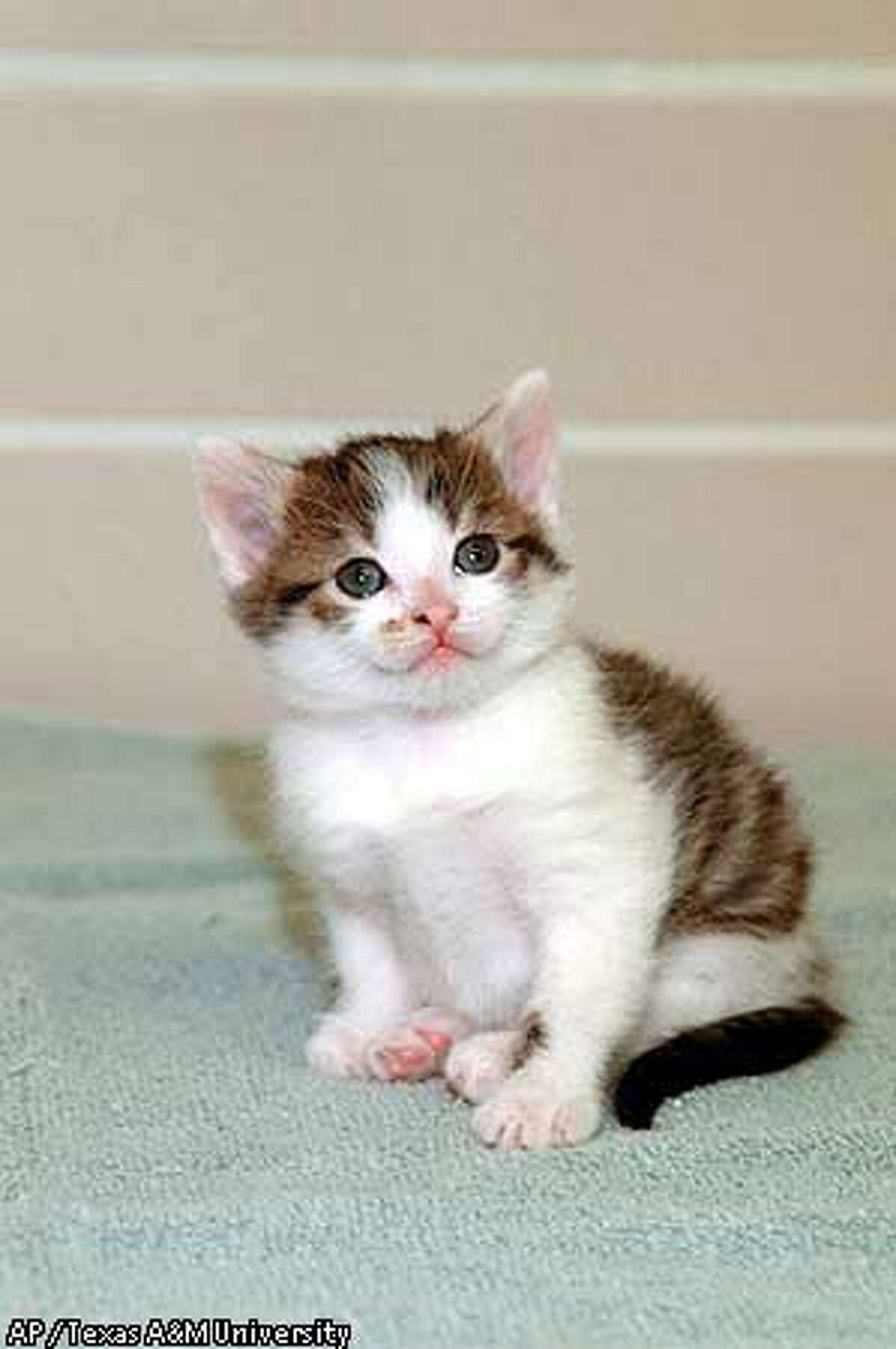 COPY CAT / Cloning success brings pet duplication closer