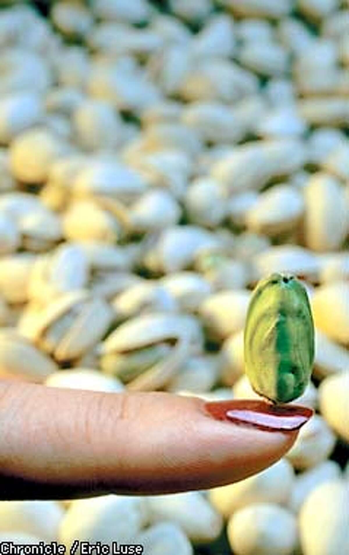 Biblical Nut / Pistachios may take 10 years to mature, but are worth the wait