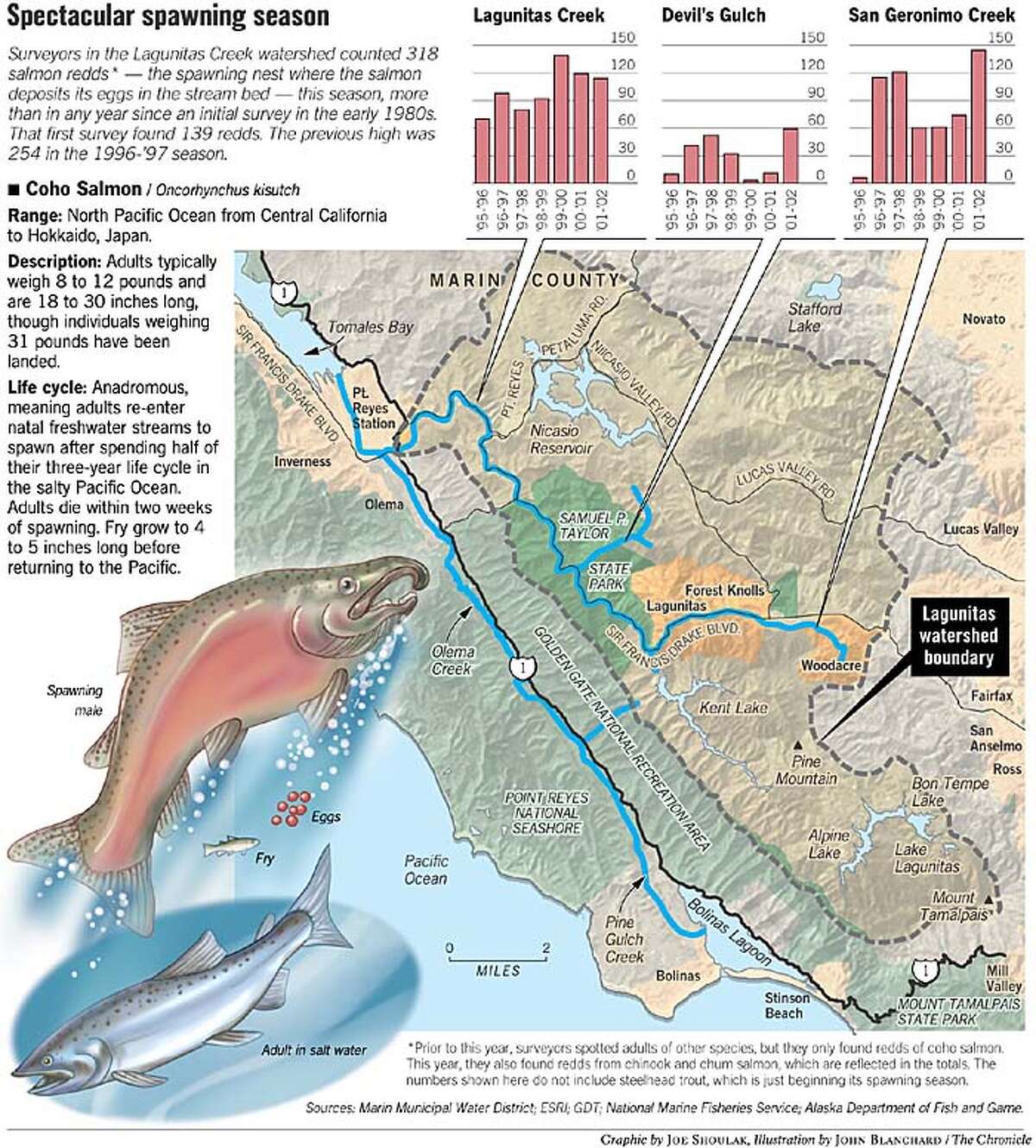 big-salmon-run-in-marin-record-number-of-fish-spawning-in-county-s-creeks