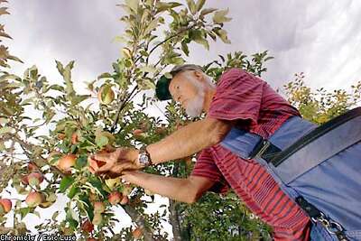 Healdsburg Apple Nursery Propagates Different Tastes