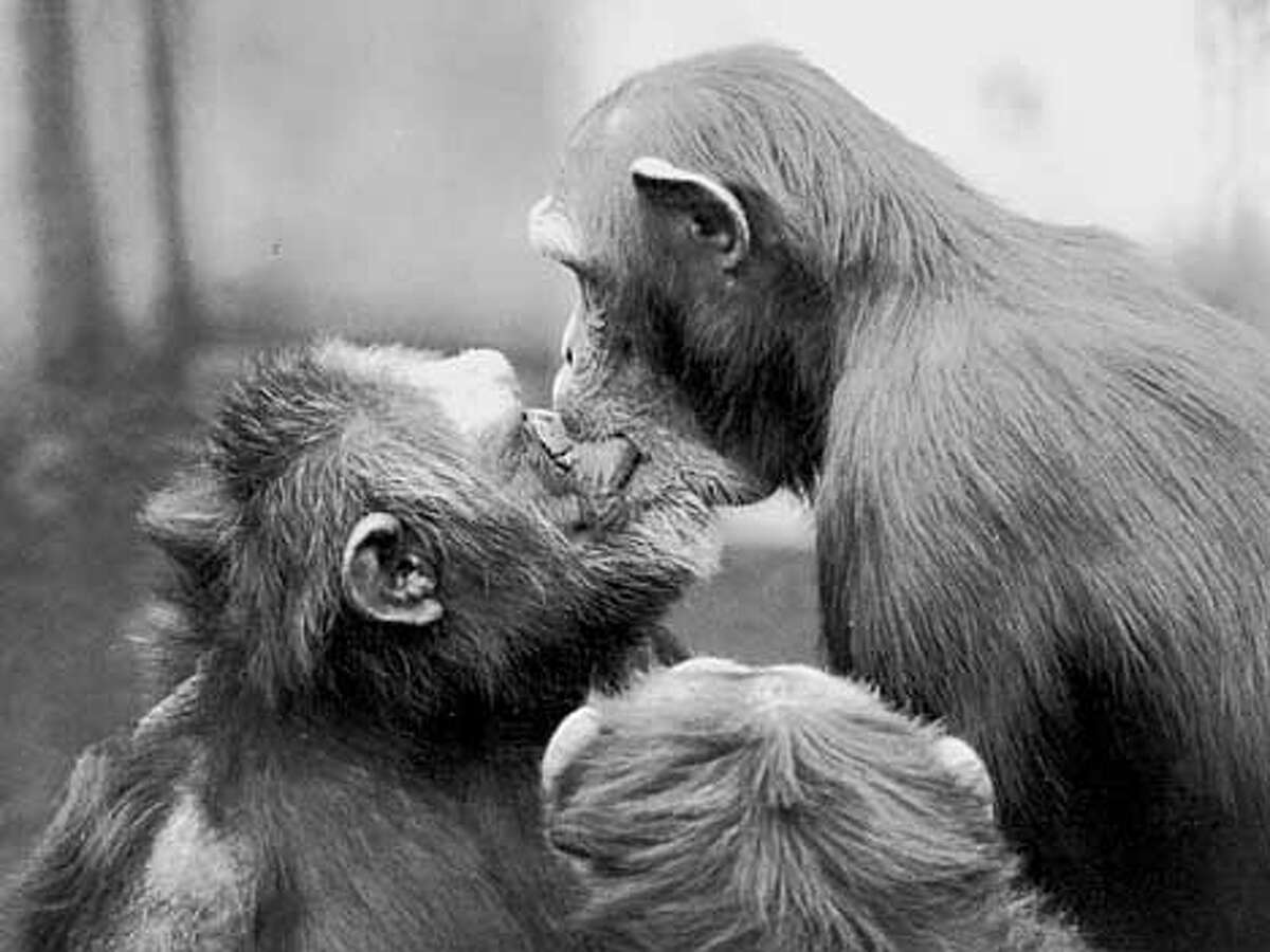 Chimpanzees tyically seal a postconflict reunion,or reconciliation, with a mouth-to-mouth kiss, as here by a female, right, to the dominant male. (Photograph by B. M. de Waal)