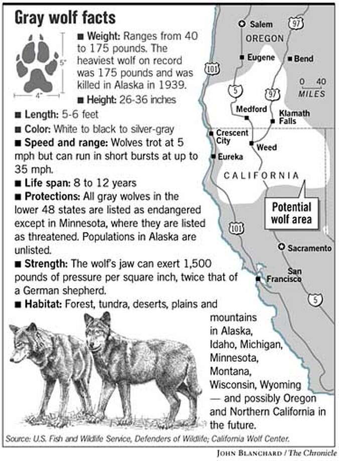 Gray wolves heading to California / Defenders seek protections as