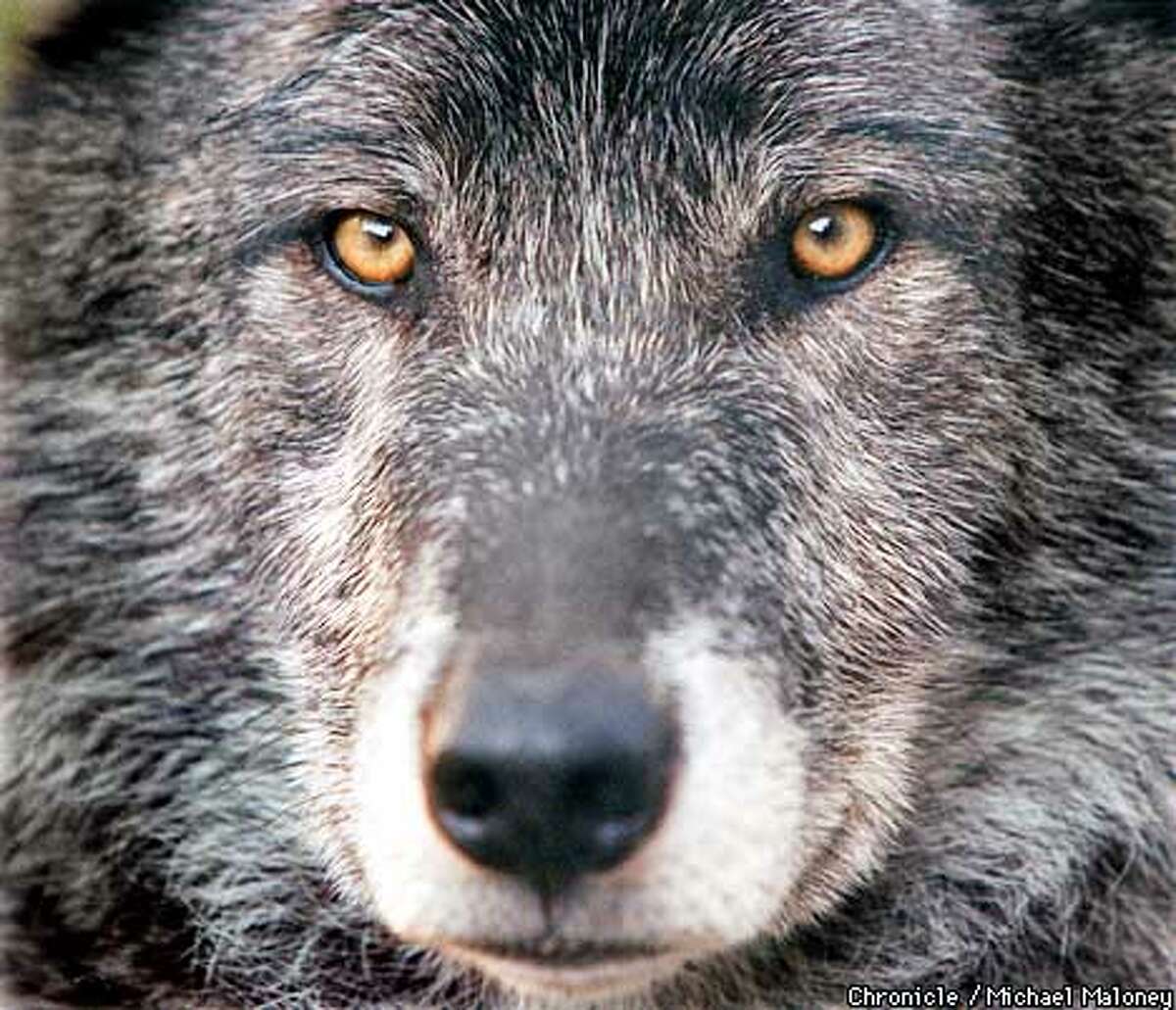 california gray wolf