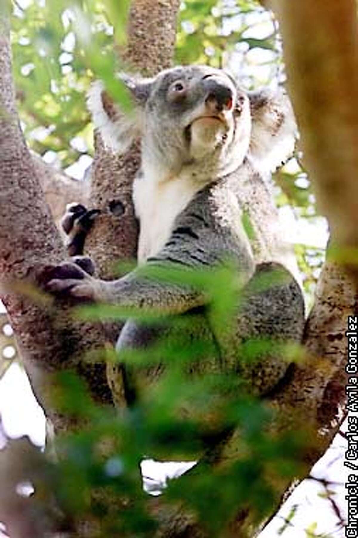 S.F. Zoo mourns a venerable resident / Clarry, father of 7, was world's