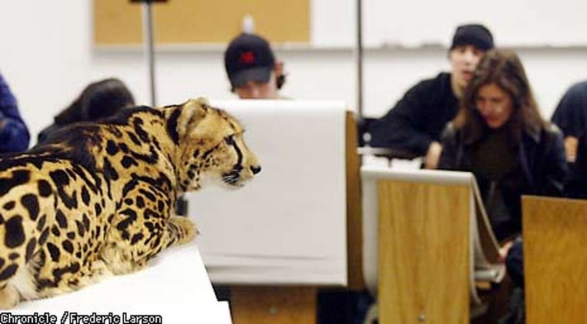: Art students at "The Art Insitutes International" in SF drew rare wildcats (such as "Kgosi" the cheetah and a linx during their "Life Drawing and "Anatomy" class. The handlers where Rob and Barbara Dicely of Leopard Etc., of Occcidential. Chronicle photo by Frederic Larson