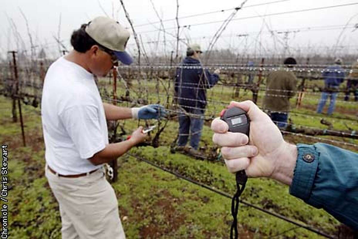 Manuel Chavez of Sonoma County is timed as he prunes grape vines during a pruning competition. Two grape vine pruning finalists from prior pruning events in Marin, Sonoma, Mendocino, Lake and Napa counties faced off today for a pruning showdown. The ten met at a vineyard grown by the Santa Rosa Junior College near Forestville in Sonoma County. BY CHRIS STEWART/THE CHRONICLE