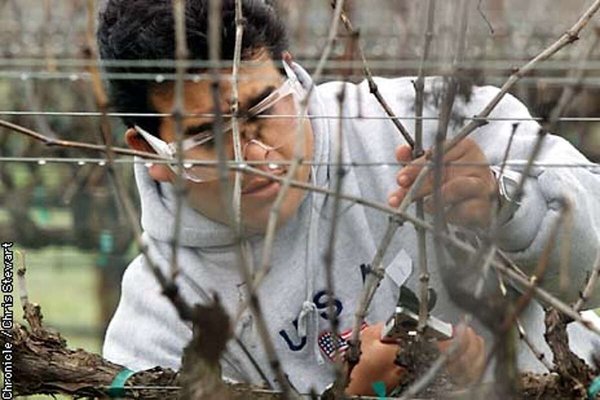 Vicente Ayala of Lake County prunes grape vines during a pruning competition. Two grape vine pruning finalists from prior pruning events in Marin, Sonoma, Mendocino, Lake and Napa counties faced off today for a pruning showdown. The ten met at a vineyard grown by the Santa Rosa Junior College near Forestville in Sonoma County. BY CHRIS STEWART/THE CHRONICLE