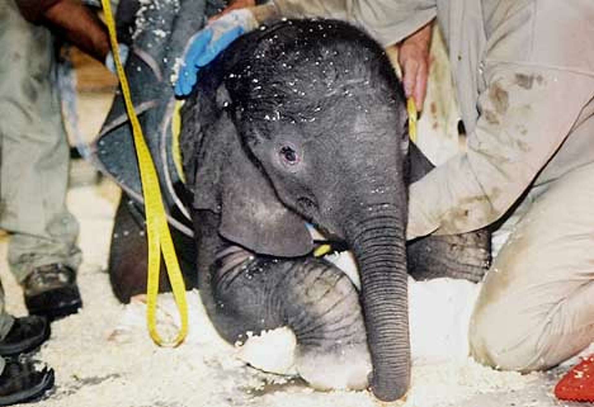 Zoo to keep trying to breed elephants / Baby's death deemed an