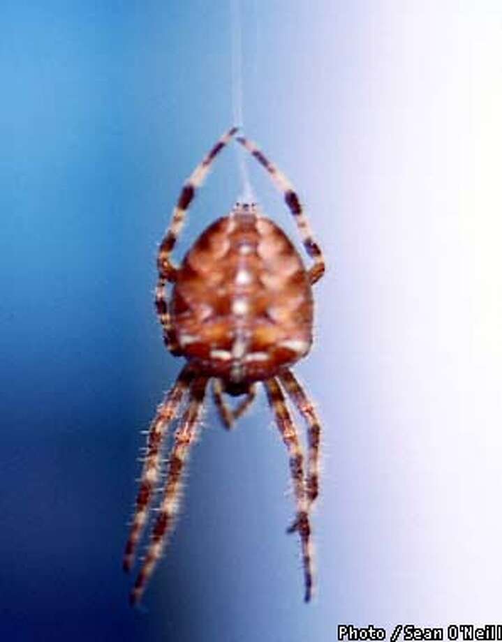 Silk from spider genes / Biotech firm to make superstrong fibers using