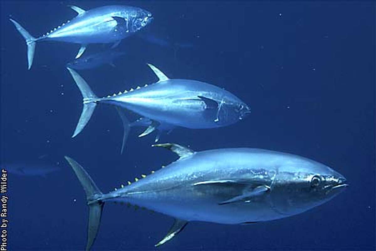 Unraveling bluefin mysteries / Study leads to amazing discoveries about ...