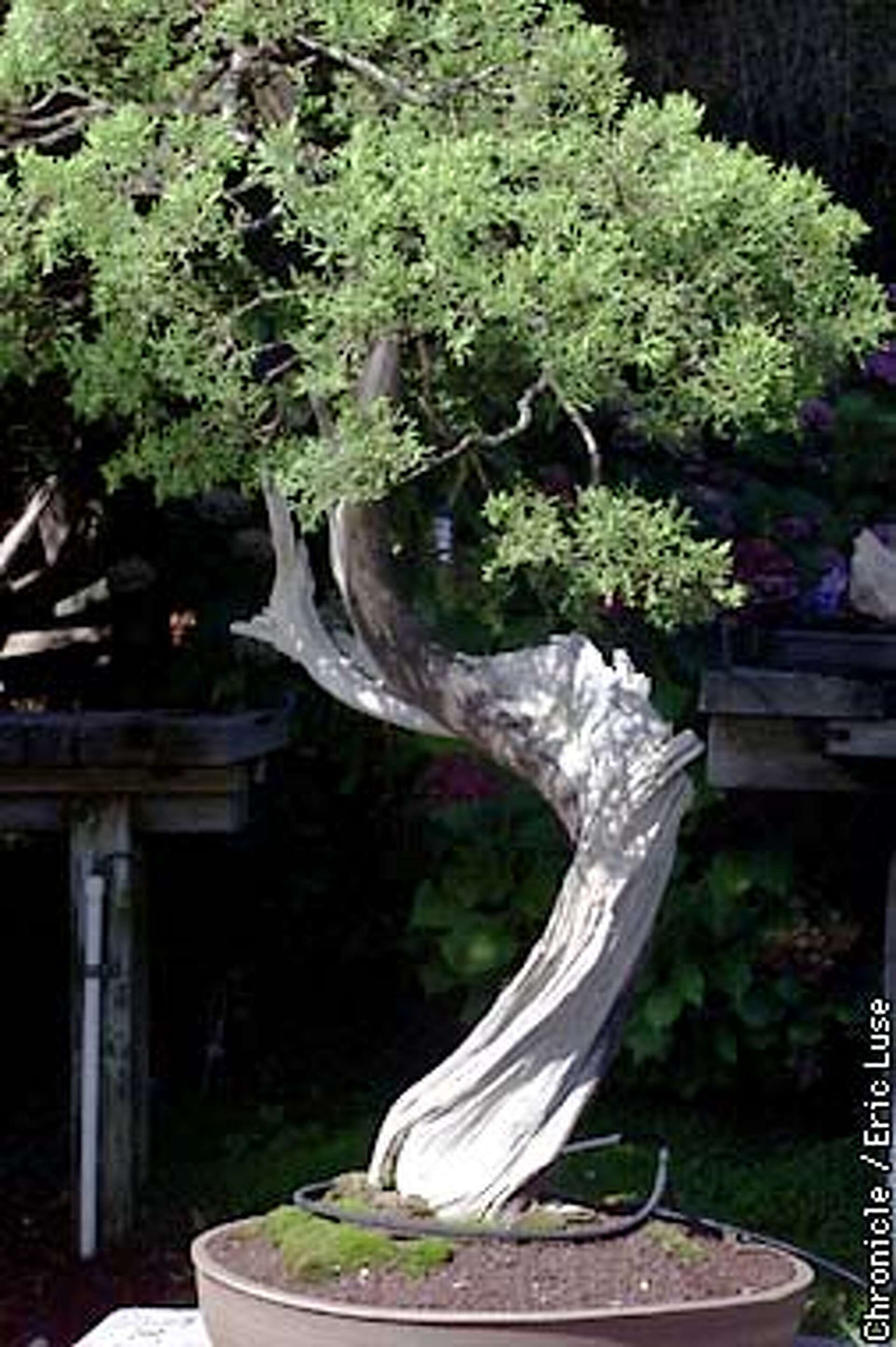 where to put bamboo plant in the house Dracaena